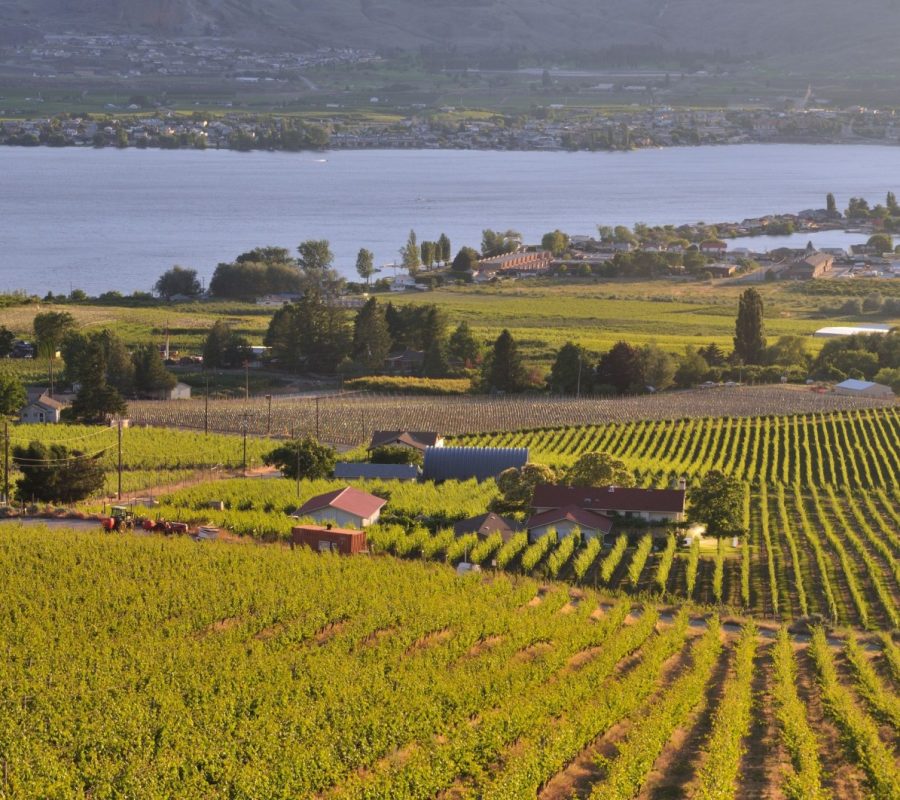 Osoyoos vineyard view